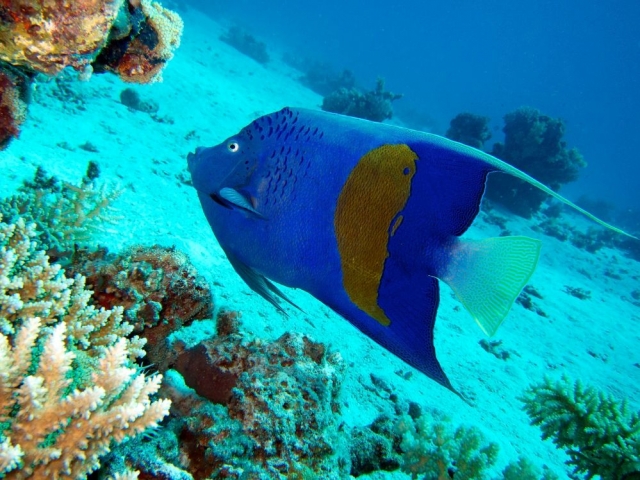  Datación en el azul 